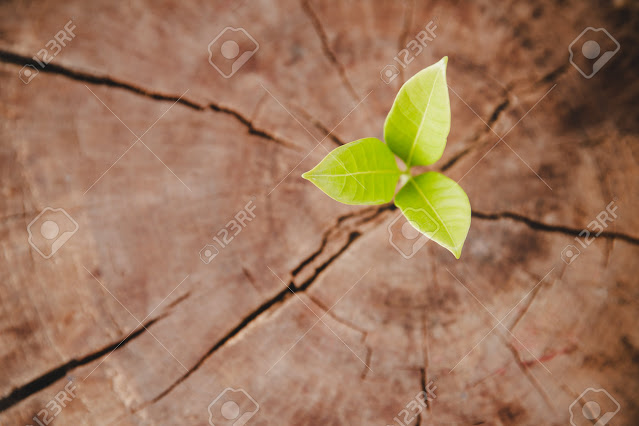 Illustration for “Life in abundance”