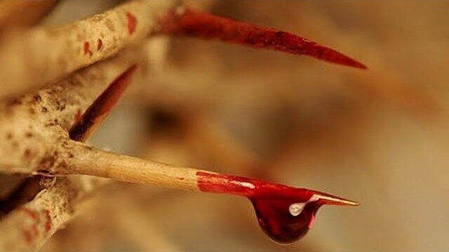Coroa de espinhos com uma gota do Preciosíssimo Sangue de Cristo — miniatura do vídeo / Crown of thorns with a drop of the Most Precious Blood of Christ — video thumbnail